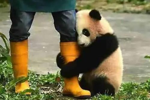 Tại sao gấu trúc lại thích ôm đùi người nuôi? Lý do không phải vì tình cảm?