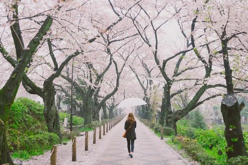 Những địa điểm dễ dàng ngắm hoa anh đào