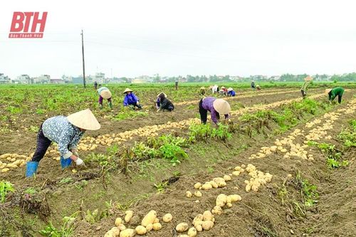 Trên những cánh đồng liên kết sản xuất