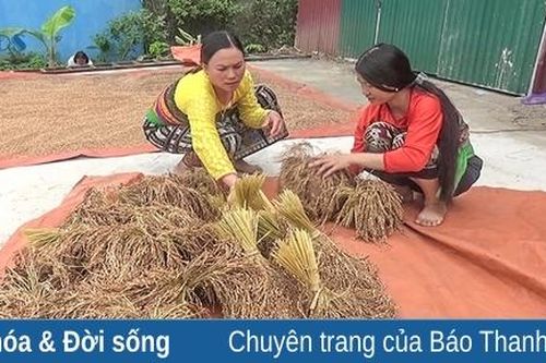 Cần mở rộng liên kết tiêu thụ gạo nếp Cay Nọi