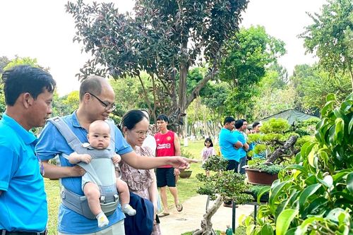 Hơn 300 tác phẩm ra mắt triển lãm bonsai nghệ thuật