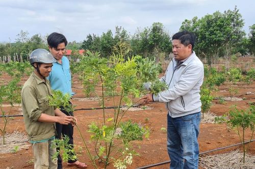 Mang Yang chuyển đổi cây trồng theo hướng bền vững