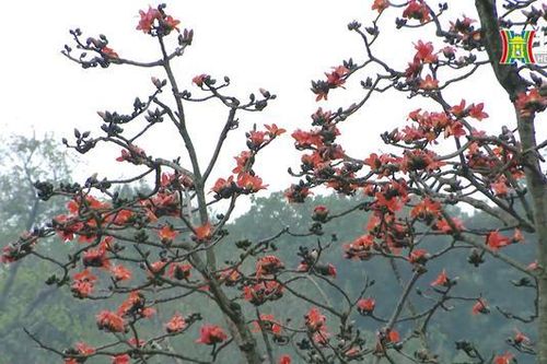 Sắc đỏ rực rỡ mùa hoa gạo Hà Nội