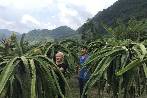 Nguyên Bình thực hiện 42 dự án, mô hình giảm nghèo, phát triển sản xuất