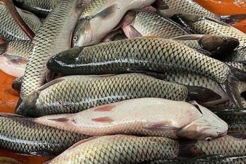 Có nên bỏ lớp màng nhầy trên thân cá?