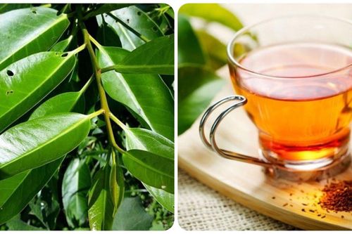 Uống nước lá vối mỗi ngày có tốt cho sức khỏe?