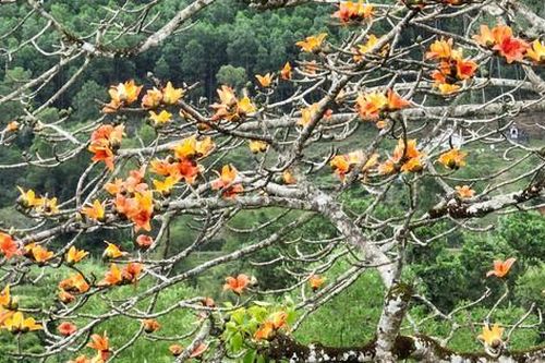 Ngắm cây gạo 500 tuổi nở hoa 'bung lụa' giữa đại ngàn