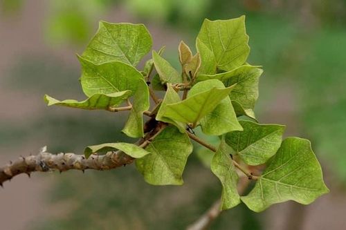Công dụng chữa bệnh của lá vông nem
