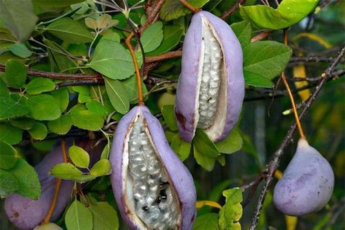 Những loại trái cây có hương vị ngon và lạ trên thế giới