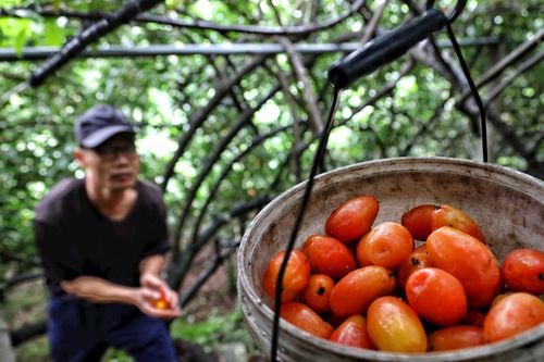 Nhót mất mùa được giá
