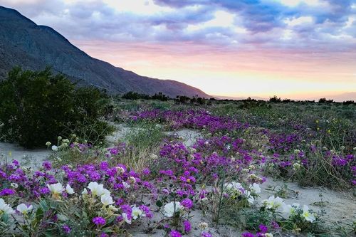 Sa mạc ở California đón 'siêu hoa'