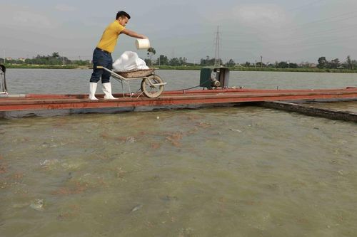 Hà Nội: Dư địa lớn từ nuôi trồng thủy sản công nghệ cao