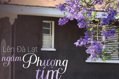 Lên Đà Lạt ngắm Phượng tím