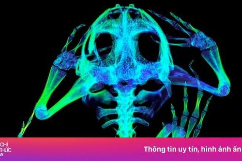 Bức ảnh tuyệt đẹp của cá ngựa, rồng Komodo qua tia X