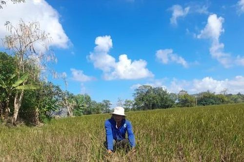 Thứ trưởng Bộ NN&PTNT Nguyễn Hoàng Hiệp: Thích nghi có kiểm soát với hạn, mặn