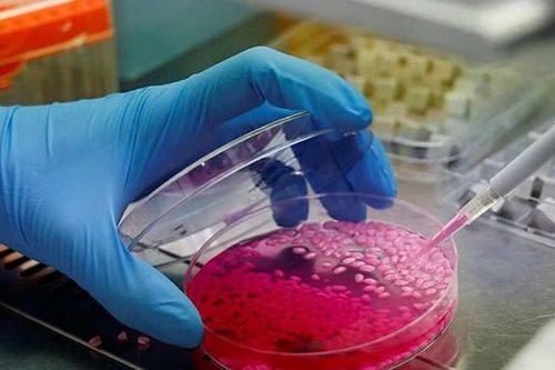 Cấy tế bào bò vào gạo, tạo ra món cơm không cần thức ăn vẫn đủ dinh dưỡng