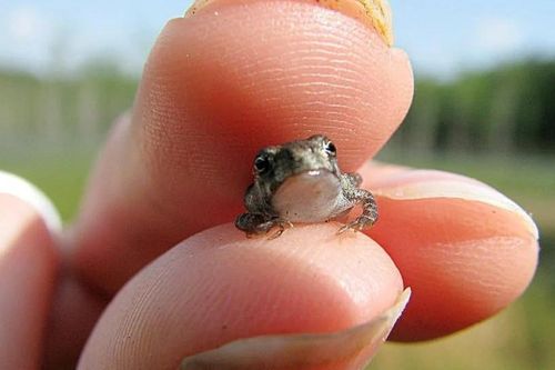 Bí mật loài động vật có xương sống nhỏ nhất thế giới, dài chưa đến 1cm