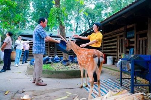 Độc, lạ hươu đi bằng 2 chân, chơi đùa cùng du khách