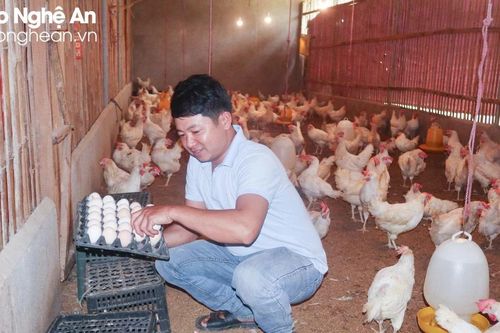 Giá trứng gia cầm giảm sâu, người chăn nuôi lỗ đậm