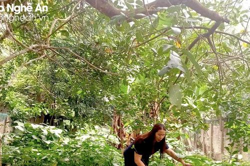 Nông dân xã biên giới Nghệ An trồng sâm quý bán giá 7 triệu đồng/kg