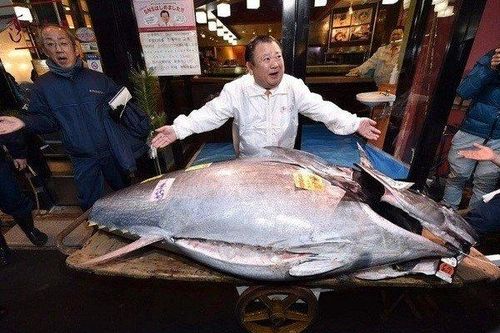 Con cá nặng 278 kg giá 72 tỷ đồng, người đàn ông vẫn xuống tiền mua