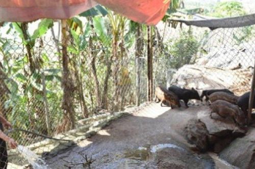 Anh nông dân đếm tiền mỏi tay nhờ nuôi lợn theo kiểu 'chẳng giống ai'