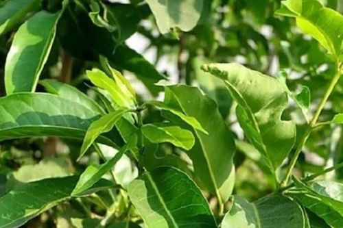 Trồng loại cây này trước nhà 'lợi trăm bề', nụ hoa còn bán được hơn 100.000 đồng/kg