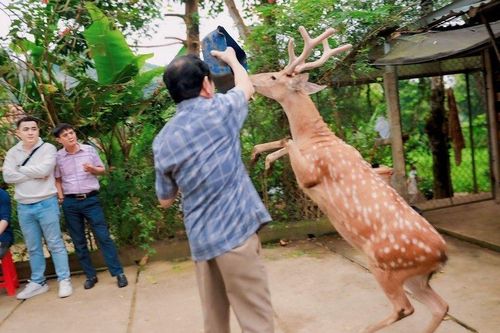 Độc lạ chú hươu sao đi bằng 2 chân ở Hà Tĩnh