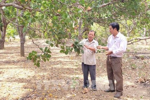 Người trồng điều đối mặt với thiệt hại kép
