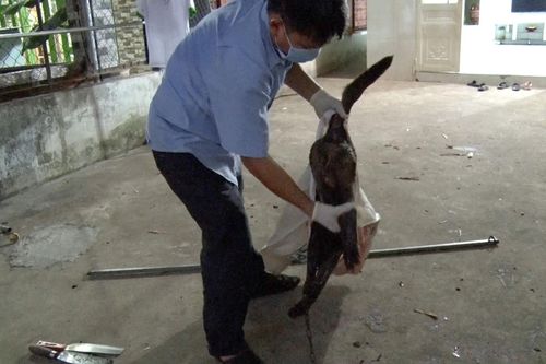 Lại thêm một vụ chó dại cắn người