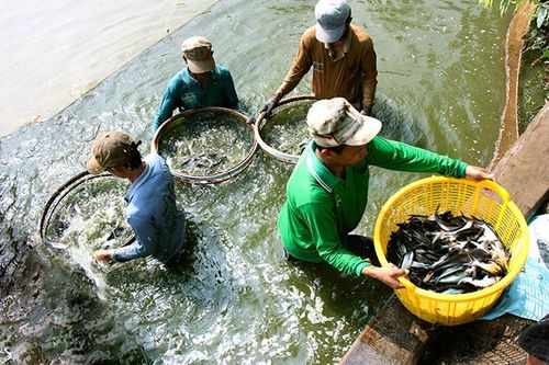 Quý I, giá trị sản xuất ngành thủy sản đạt gần 2.900 tỷ đồng