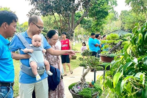 Triển lãm bonsai nghệ thuật: Hấp dẫn, bổ ích