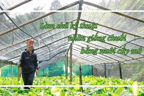 Làm chủ kỹ thuật nhân giống chuối bằng nuôi cấy mô
