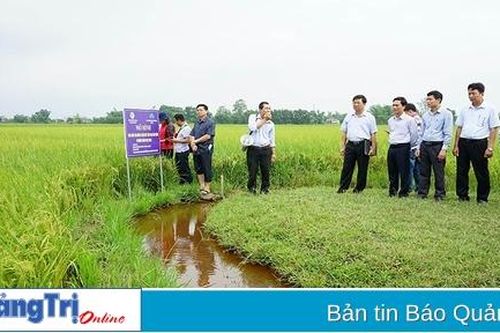 Vĩnh Linh mở rộng diện tích sản xuất lúa theo hướng hữu cơ