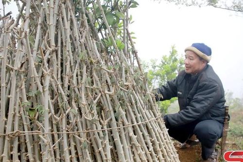 Chuẩn bị vụ gieo trồng trên nương