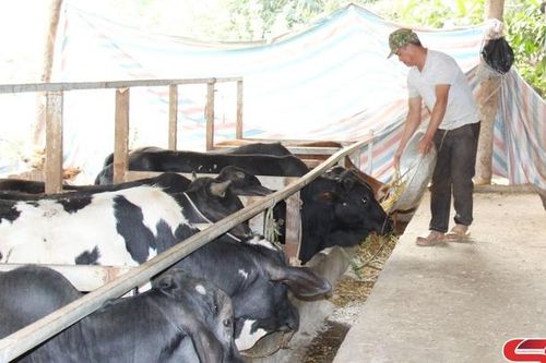 Mô hình 'Chăn nuôi bò sinh sản'