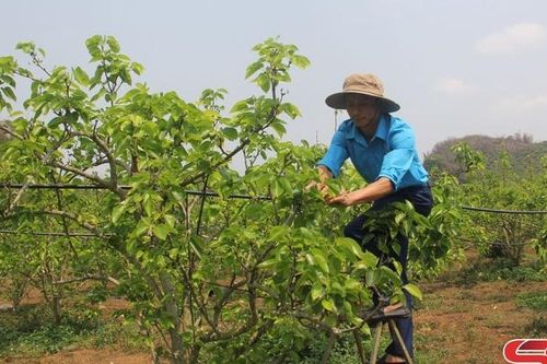 Xây dựng thương hiệu lê Phiêng Khoài