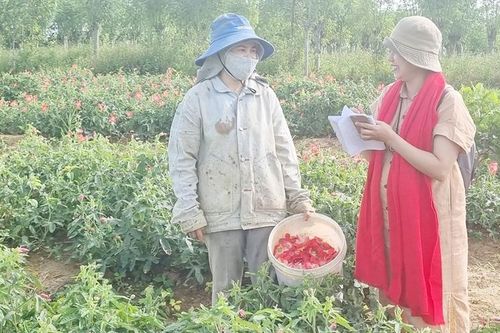Lúa đã xanh trên những triền đồi