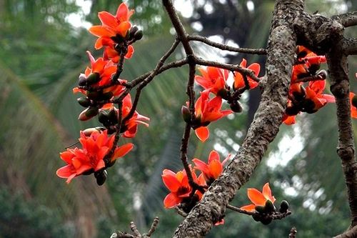 Tháng Ba hoa gạo màu tim