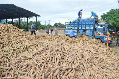 Giá xuất khẩu sắn tăng mạnh trong 2 tháng đầu năm