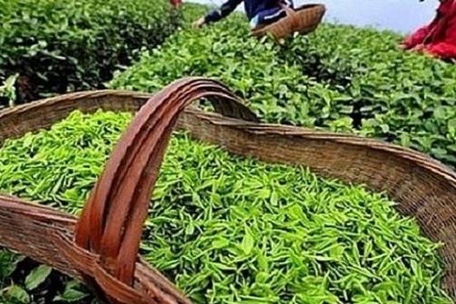 Giá xuất khẩu chè sang Pakistan tăng hơn 16%