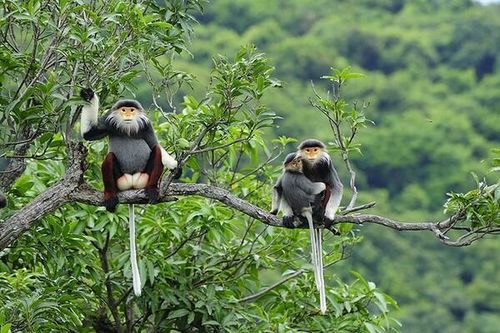 Cùng hướng tới 'Ngừng ăn thịt thú rừng, góp thiện cho đời'