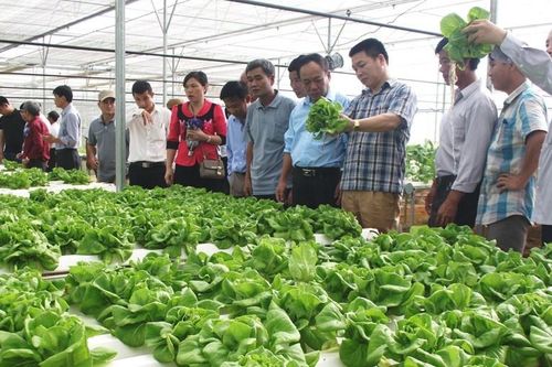 Phát huy bản chất mô hình HTX để mở rộng đa dạng dịch vụ
