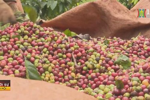 Xuất khẩu dệt may, cà phê gặp khó vì Biển Đỏ