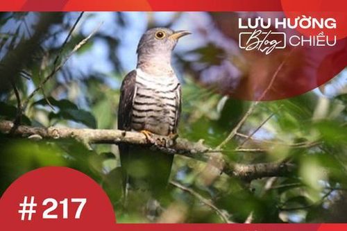 Tiếng chim thao thiết gọi mùa