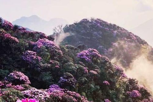 Ngắm hoa Đỗ quyên phủ tím núi rừng Lai Châu