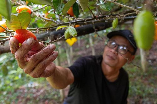'Thủ phủ' nhót ở Hà Nội mất mùa, giá tăng dựng đứng
