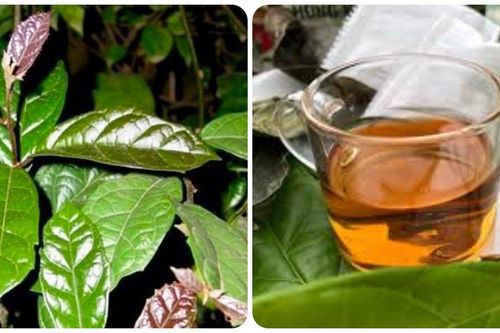 Tác dụng của lá xạ đen đối với sức khỏe