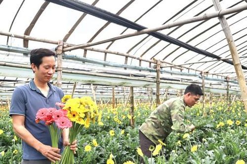 Để hoa đồng tiền 'hái ra tiền' ở Đồng Tháp