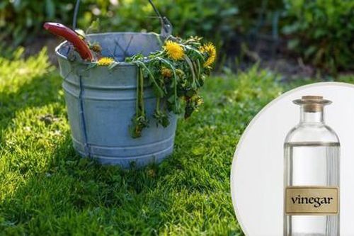 9 cách sử dụng giấm chăm sóc vườn xanh tốt đến 80% người yêu cây không biết